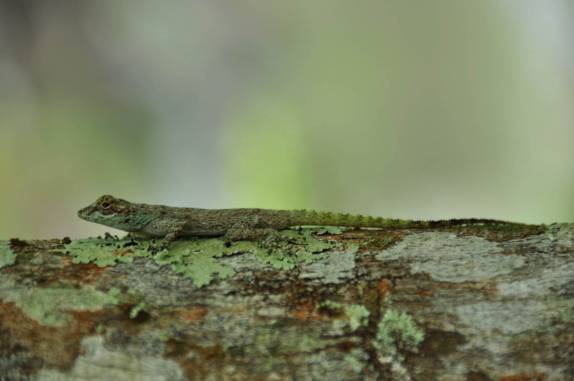 Lagartixa se esgueira no solo perto da cachoeira Jimenoa, em Jarabacoa, nas montanhas da República Dominicana